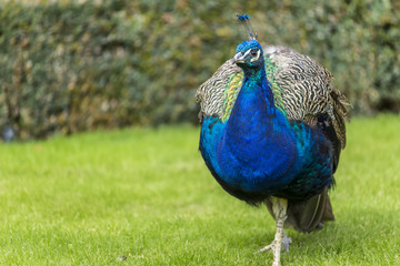 Closeup portait of a peacock