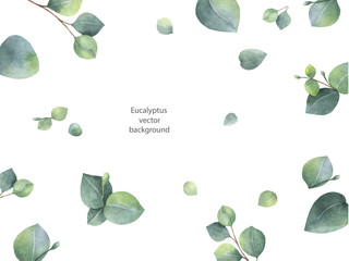 Watercolor vector green floral banner with silver dollar eucalyptus leaves and branches isolated on white background. © ElenaMedvedeva