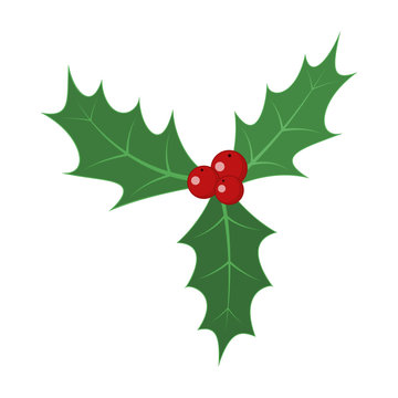 Christmas holly berry leaves. Vector illustration.