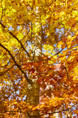 Colorful trees in the fall