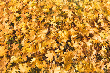 fallen maple leaves