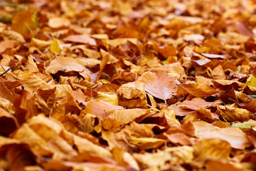 Fallen leaves on the ground