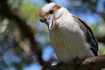 Kookaburra in Australia