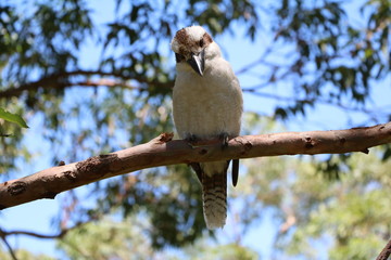 Kookaburra Dacelo novaeguineae in Australia