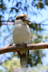 Kookaburra in Australia