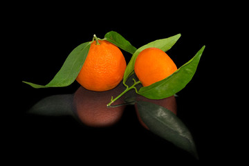 Two mandarin oranges on a small twigs with leaves