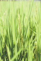 beutiful fresh green rice leaf