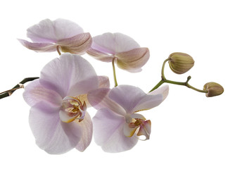 Pink orchid isolated on white background.    