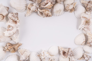 Obraz premium Some shells frame on a white background