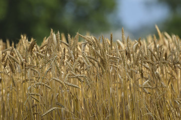 Fototapeta premium Wheat field with blur background