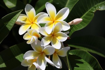 Fototapeta premium White Plumeria Flowers in Sydney, New South Wales Australia 