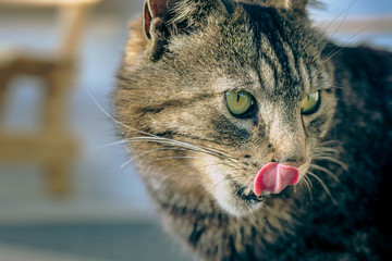 Countryside cat doing different activities while enjoying life.