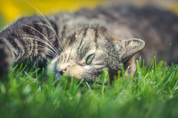 Countryside cat doing different activities while enjoying life.