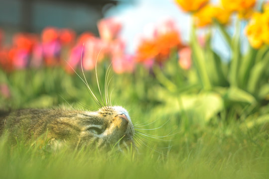 Countryside cat doing different activities while enjoying life.