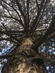 Pine tree, blue sky and clouds 