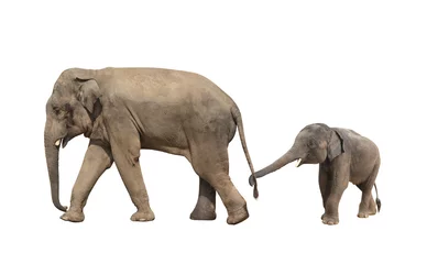 Fotobehang Wandelende familie van olifant - moeder en baby © frenta