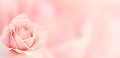 Banner with pink rose - obrazy, fototapety, plakaty
