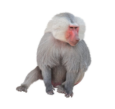 Male Monkey Hamadryad. Isolated On White Background