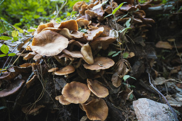 Honey mushrooms cluster in the forest, closeup shot