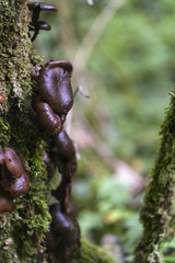 Brown agaric mushrooms, past their harvest time