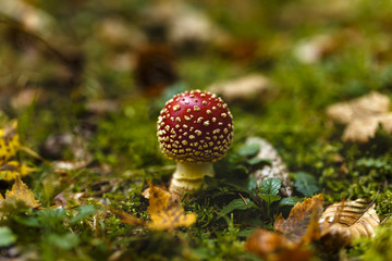 Toxic and hallucinogen mushroom Amanita muscaria in closeup