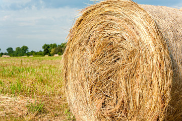 Big straw roll on stubble field after harvesting. Harvest time.