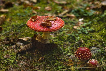 Toxic and hallucinogen mushroom Amanita muscaria in closeup