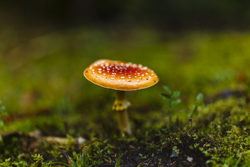 Toxic and hallucinogen mushroom Amanita muscaria in closeup