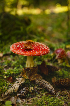 Toxic and hallucinogen mushroom Amanita muscaria in closeup
