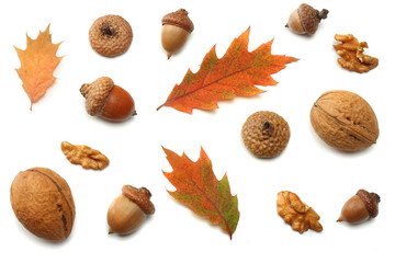 autumn background with colored oak leaves isolated on white background. top view