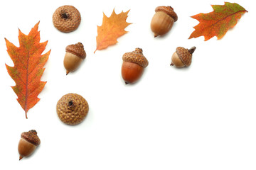 autumn background with colored oak leaves isolated on white background. top view © Tatiana