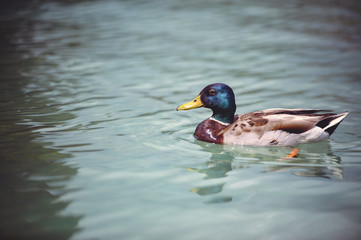 wild duck floating relaxing in a pond