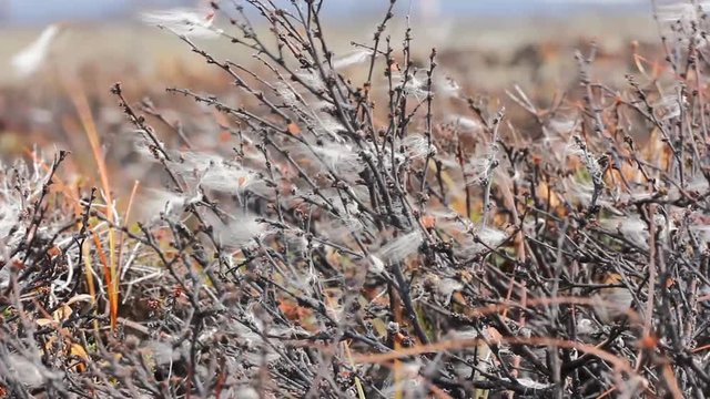 Submissive wind brand, lot of fluffs of cotton grass (seeds,  feather) stuck in branches of Arctic birch and quiver in wind, fall
