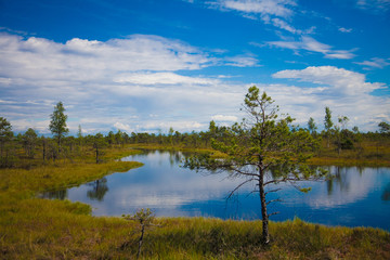 beautiful blue swamp