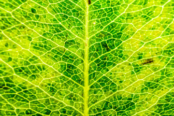 leaves