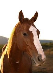 Fototapeta premium Horse