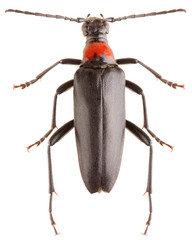 Long-horned beetle Macroleptura thoracica isolated on white background, dorsal view of female longhorn beetle