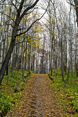 Fototapeta premium Autumn forest, autumn colors, trees with yellow leaves in the Park, warm colorful autumn