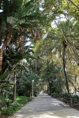 Alley in a park with exotic plants in Spain