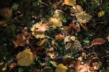 leaves in autumn