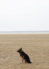 German shepherd sitting on the sand on a beach