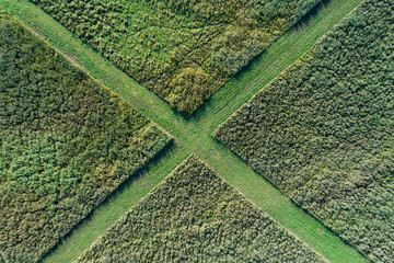 Top view of reed field with paths