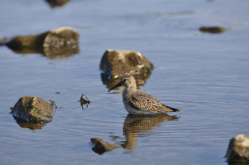Sandpiper on the river. Sandpiper, game, bird, wild nature, animals, nature, fauna, flora, reflection 