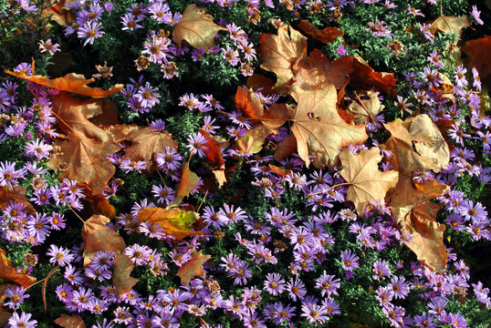 Purple symphyotrichum novi-belgii (New York aster) and rotten yellow maple leaves on it, autumn background macro