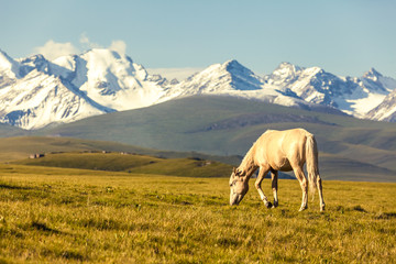 The white horse under snow mountains