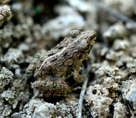 Frog in the mud pond