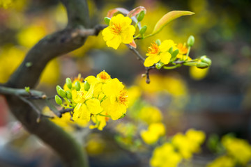 Yellow apricot blossom