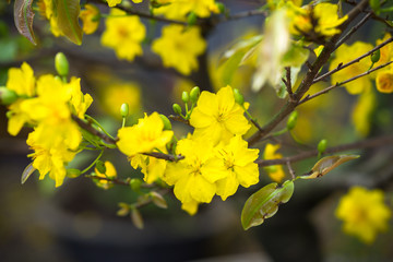 Yellow apricot blossom