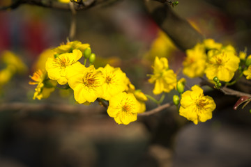 Yellow apricot blossom