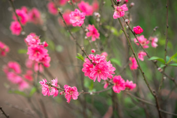Peach flowers, the symbol of Vietnamese lunar new year